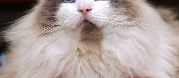 日本貓 - 俄羅斯衛星通訊社