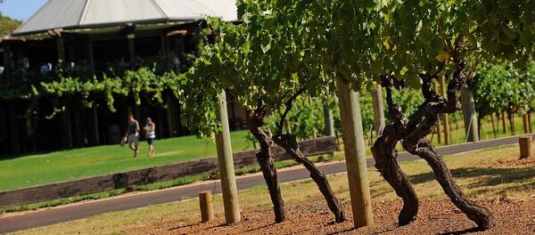中国第三大葡萄酒生产商威龙将分批购买澳大利亚的葡萄园 中国第三大葡萄酒生产商威龙将分批购买澳大利亚的葡萄园 - 俄罗斯卫星通讯社