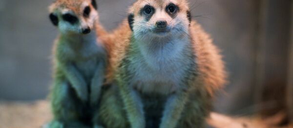 科学家：狐獴是最残忍的哺乳动物 - 俄罗斯卫星通讯社