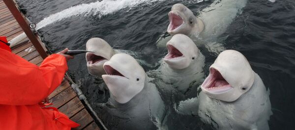 Дальневосточные белухи в открытом вольере на острове Русский Дальневосточные белухи в открытом вольере на острове Русский - 俄罗斯卫星通讯社