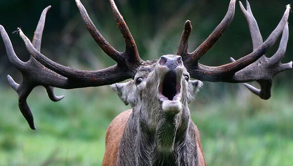 德国本周末将举行唤鹿锦标赛 - 俄罗斯卫星通讯社