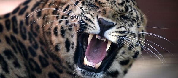 俄科学家2017年在滨海边疆区发现100多头远东豹 - 俄罗斯卫星通讯社