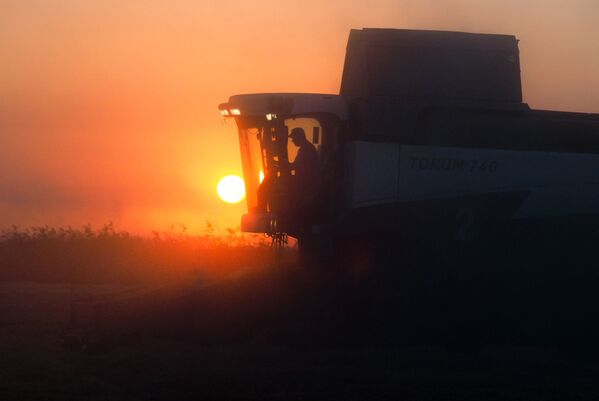 克拉斯諾達爾邊疆區在收割水稻 - 俄羅斯衛星通訊社