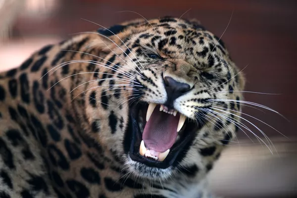 沃洛科拉姆斯克區斯切沃鎮的莫斯科動物園養殖場里的遠東豹 沃洛科拉姆斯克區斯切沃鎮的莫斯科動物園養殖場里的遠東豹 - 俄羅斯衛星通訊社