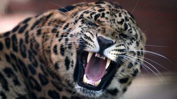 遠東豹 - 俄羅斯衛星通訊社