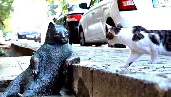 伊斯坦布爾網紅貓雕像被盜 - 俄羅斯衛星通訊社