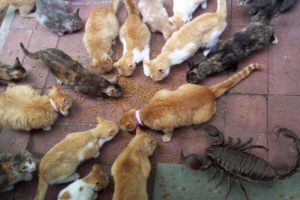 普摩诺蝎 - 俄罗斯卫星通讯社