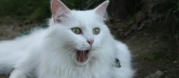 打哈欠 - 俄羅斯衛星通訊社