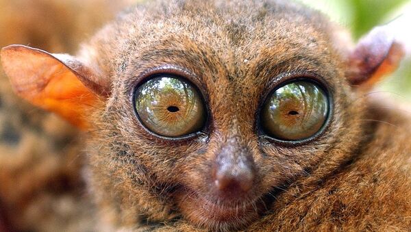 遗传学家声明基因解密证实眼镜猴是人类的远亲 - 俄罗斯卫星通讯社