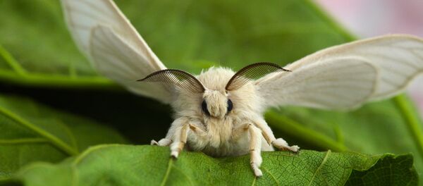 中國科學家想出用石墨烯養蠶 - 俄羅斯衛星通訊社