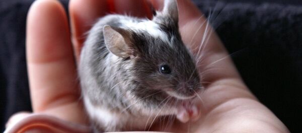 科学家弄清了老鼠是如何发出小夜曲声音的 - 俄罗斯卫星通讯社