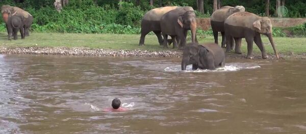 видеоклуб - 俄羅斯衛星通訊社