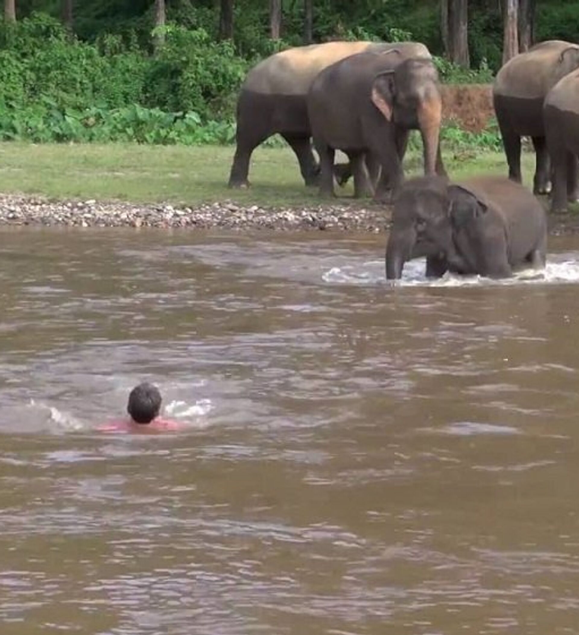 在西双版纳，救护亚洲象的人_凤凰网
