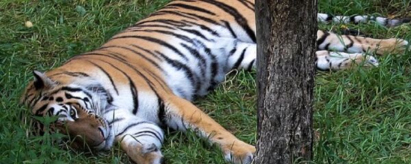 偷獵者捕殺19只阿穆爾虎並試圖將遺骨從濱海邊疆區走私到中國 - 俄羅斯衛星通訊社