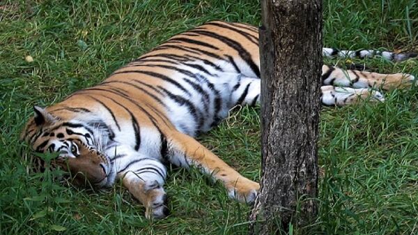 約60只野生虎豹獲中俄雙重“國籍” - 俄羅斯衛星通訊社