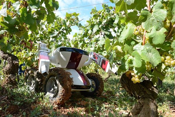 法國一些葡萄種植園決定信任機器人。機器人Wall-Ye V.I.N.每天能處理多達600 個葡萄藤。 - 俄羅斯衛星通訊社