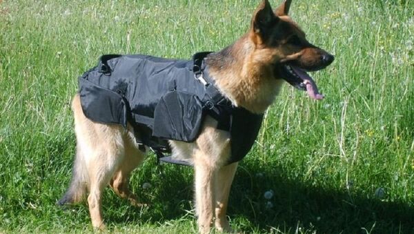 由韩国最佳警犬克隆的犬将转交给雅库特训犬员服役 - 俄罗斯卫星通讯社