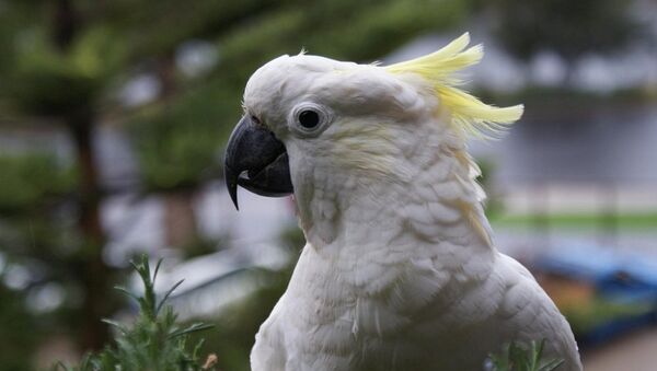 美国一名罪犯在被允许带着他的宠物鹦鹉一起进行拘留拍照 - 俄罗斯卫星通讯社