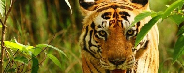 世界自然基金會:亞洲大規模基礎設施建設可能將危害虎類 世界自然基金會:亞洲大規模基礎設施建設可能將危害虎類 - 俄羅斯衛星通訊社
