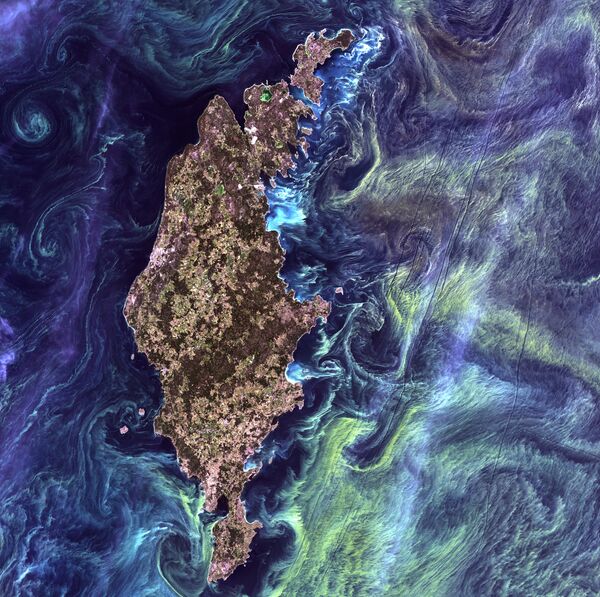 Массовые скопления фитопланктона в темной воде вокруг острова Готланд в Балтийском море - 俄罗斯卫星通讯社
