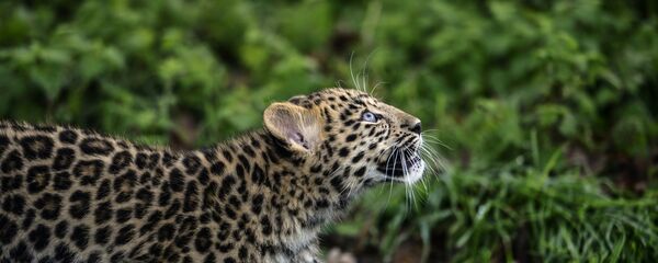 WWF：野生動物種群數量在40年間消亡60% - 俄羅斯衛星通訊社