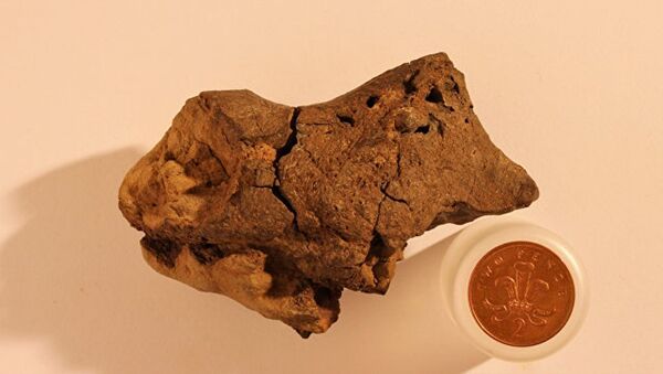 英国古生物学爱好者首次发现恐龙脑部化石 - 俄罗斯卫星通讯社