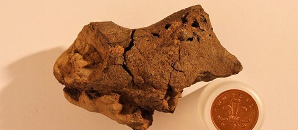 英國古生物學愛好者首次發現恐龍腦部化石 - 俄羅斯衛星通訊社