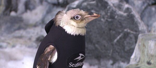 秃毛企鹅穿上潜水服 - 俄罗斯卫星通讯社