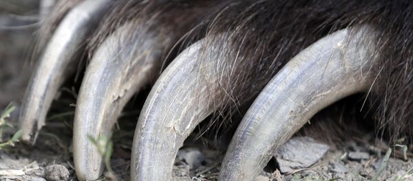 俄海关截获20多副被人企图非法运往中国的熊掌 - 俄罗斯卫星通讯社