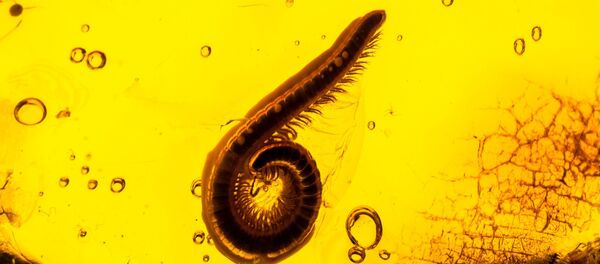 琥珀 琥珀 - 俄羅斯衛星通訊社