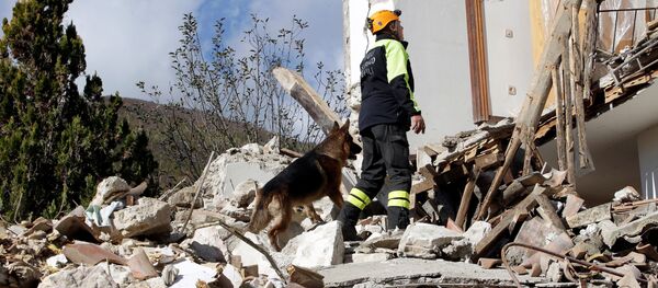 意大利一隻救人狗英雄被毒死 - 俄羅斯衛星通訊社