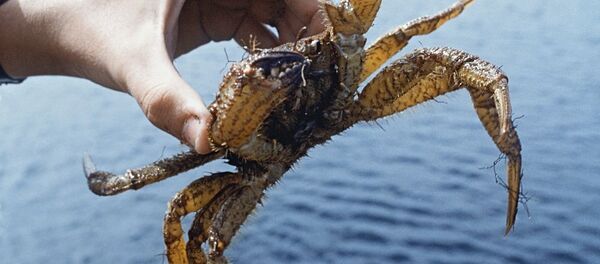 俄罗斯活雪蟹将首次亮相中国国际渔业博览会 - 俄罗斯卫星通讯社