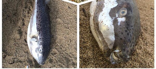 马特维延科品尝日本河豚 马特维延科品尝日本河豚 - 俄罗斯卫星通讯社