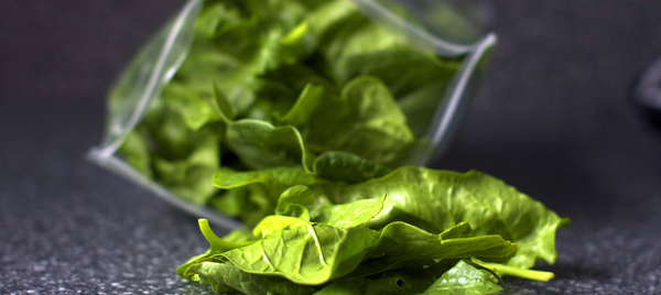 生物学家将菠菜变成探测器 - 俄罗斯卫星通讯社