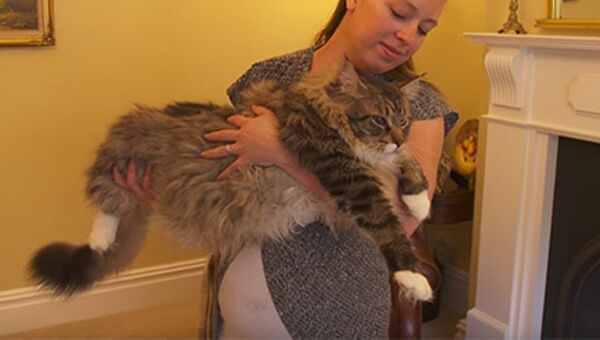 英国最长的猫被载入吉尼斯世界纪录大全 - 俄罗斯卫星通讯社