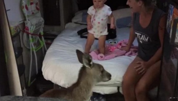 澳家庭房車出遊 遇小袋鼠來串門 - 俄羅斯衛星通訊社