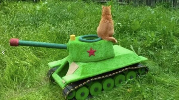 新西伯利亚工程师为猫咪打造坦克房 - 俄罗斯卫星通讯社