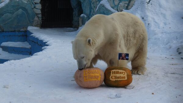 北極熊 - 俄羅斯衛星通訊社