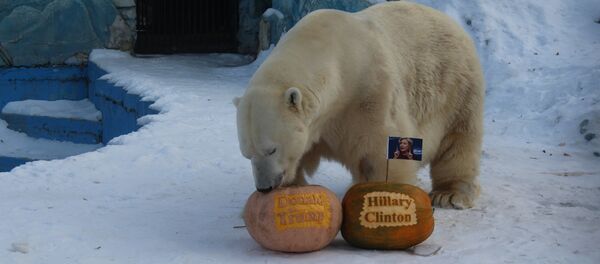 北极熊 - 俄罗斯卫星通讯社