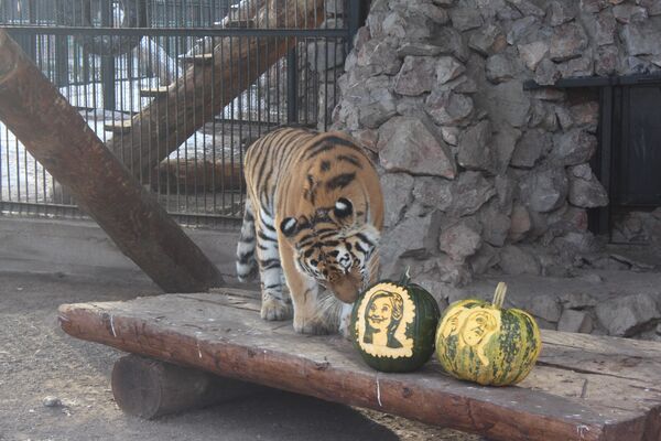 老虎 - 俄羅斯衛星通訊社