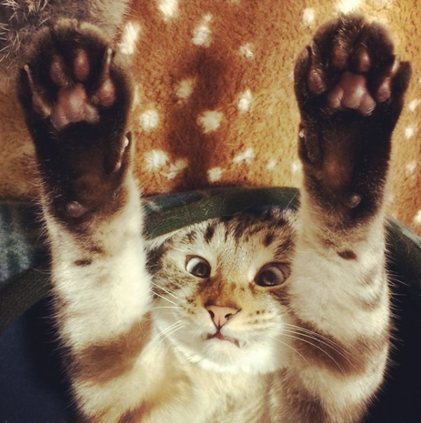 日本猫 - 俄罗斯卫星通讯社