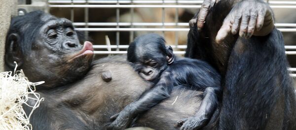 Детеныш шимпанзе спит на животе у матери в зоопарке во Франкфуртском зоопарке Германии Детеныш шимпанзе спит на животе у матери в зоопарке во Франкфуртском зоопарке Германии - 俄羅斯衛星通訊社