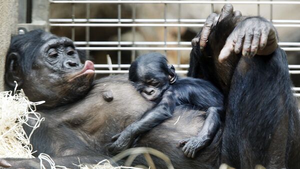 Детеныш шимпанзе спит на животе у матери в зоопарке во Франкфуртском зоопарке Германии - 俄罗斯卫星通讯社