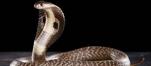 印度，眼镜蛇 - 俄罗斯卫星通讯社