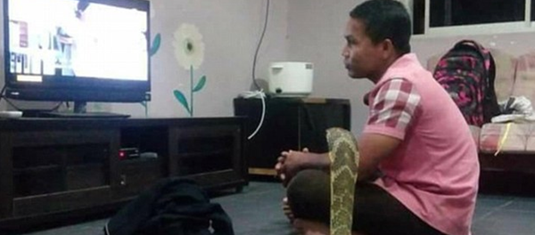 眼镜蛇 - 俄罗斯卫星通讯社