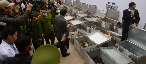 媒體：越南政府銷毀2噸價值700萬美元沒收象牙 - 俄羅斯衛星通訊社