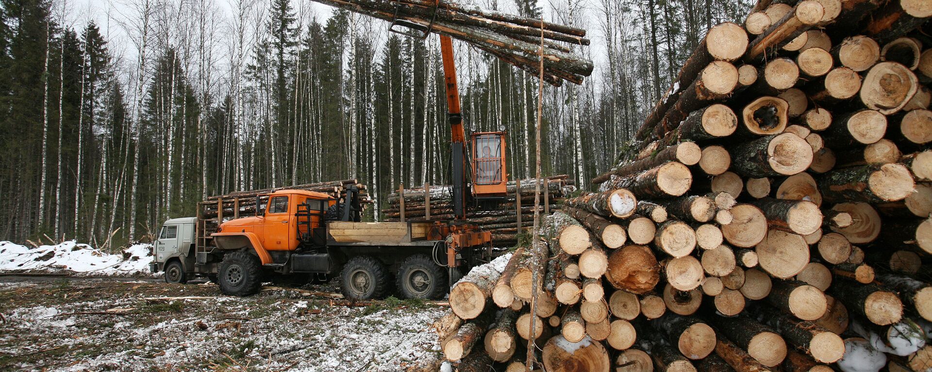 俄罗斯9月对华木材供应规模达到近10万立方米 - 俄罗斯卫星通讯社, 1920, 18.10.2022