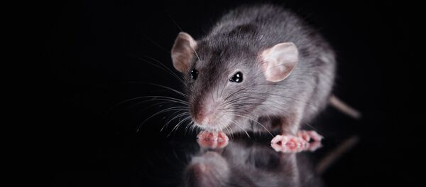 一英國人被自家寵物鼠咬傷後死亡 一英國人被自家寵物鼠咬傷後死亡 - 俄羅斯衛星通訊社