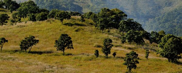 专家：俄中在农业领域的合作在不断扩大 - 俄罗斯卫星通讯社