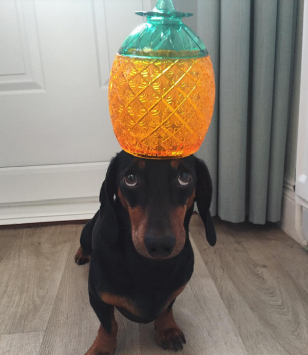 可爱汪星人爱顶东西秀平衡 - 俄罗斯卫星通讯社